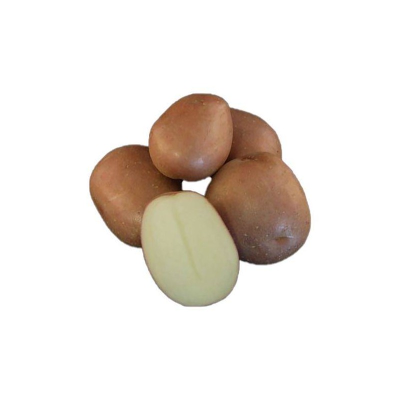 KROMPIR SEMENSKI MONTE CARLO A35/55- 25KG