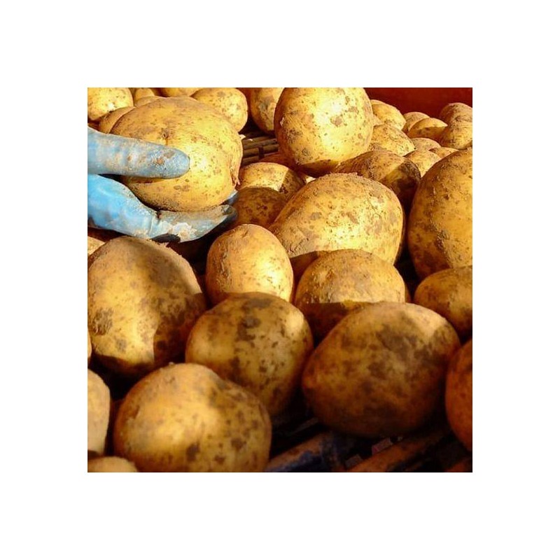 KROMPIR SEM.CAMELIA A 35/55 25KG