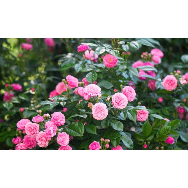 GNOJILO ZA VRTNICE 1KG