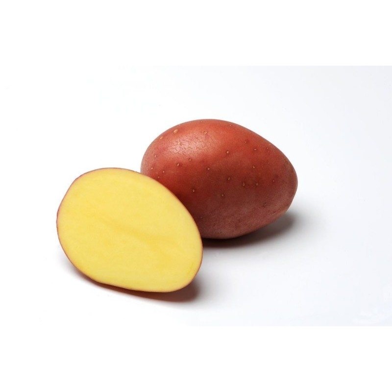 KROMPIR SEMENSKI RED FANTASY A35/55-25KG